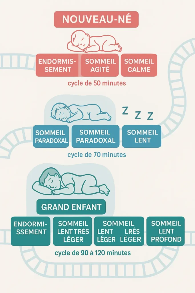 Infographie expliquant les bases sur les cycles du sommeil des bébés de 0 à 3 ans.