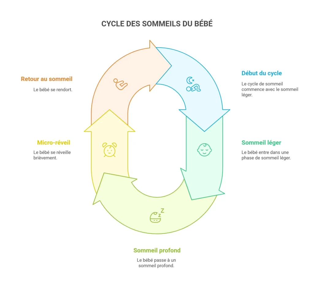 Schéma des cycles de sommeil chez le bébé et l’adulte, avec micro-réveils